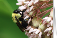 Bumble Bee Blank Any Occasion card