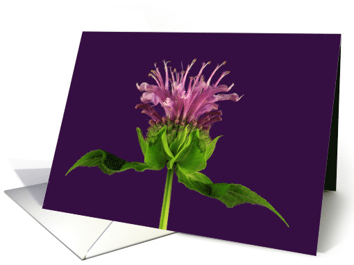 Bee Balm Any Occasion Blank card (1448026)