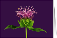 Bee Balm Any Occasion Blank card