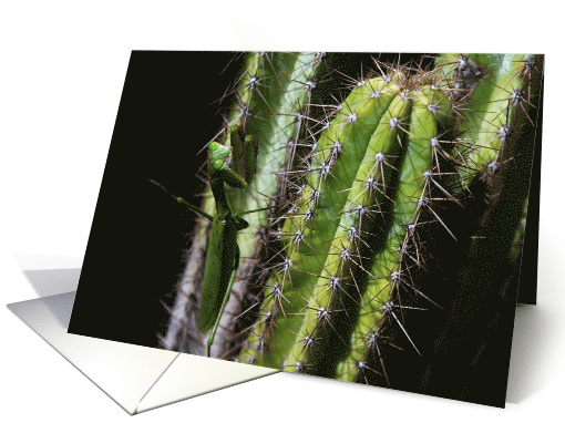 Praying Mantis on a Cactus Any Occasion Blank card (1448032)