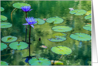 Blue Waterlily Any Occasion Blank card