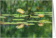 Yellow Waterlily Any Occasion Blank Any Occasion card