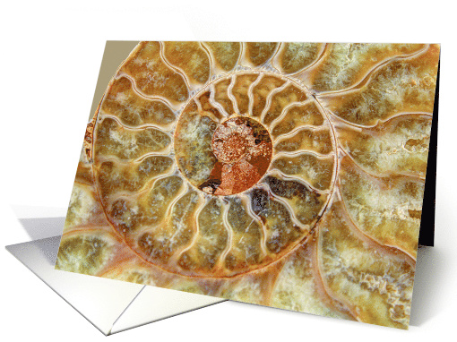 Polished Ammonite Cross section Blank Any Occasion card (1467526)