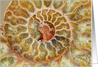 Polished Ammonite Cross section Blank Any Occasion card