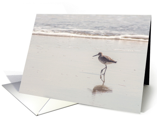 Lone Bird Walking on a Beach Blank Any Occasion card (1507182)