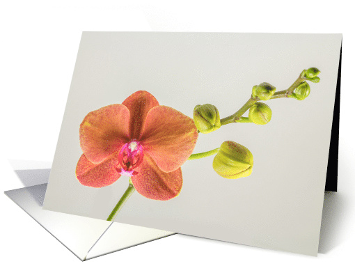 Pink Orchid and Buds Blank Any Occasion card (1520508)