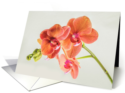 Pink Orchid with 4 Blooms and Buds Blank Any Occasion card (1520512)