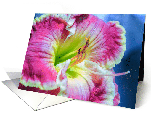 Close-up of Magenta Daylily Blank Any Occasion card (1530078)
