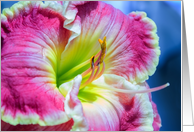 Close-up of Magenta Daylily Blank Any Occasion card