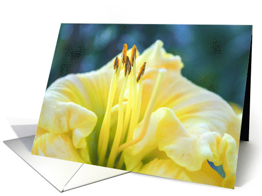 Close-up of Yellow Daylily Blank Any Occasion card (1530080)