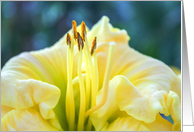 Close-up of Yellow Daylily Blank Any Occasion card