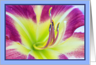 Close-up of Purple Daylily Blank Any Occasion card