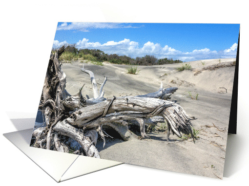 Driftwood on the Dune any occasion blank card (1571616)