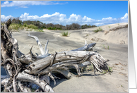 Driftwood on the Dune any occasion blank card