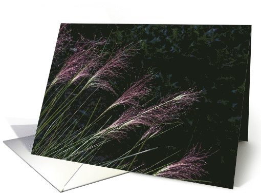 Pink Muhly Grass Autumn card (1746214)