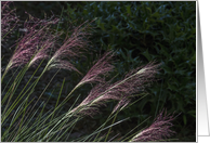 Pink Muhly Grass...