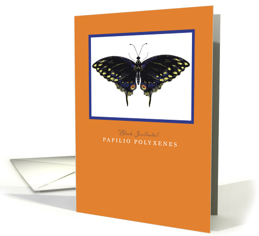 Black Swallowtail Butterfly, Blank Any Occasion card (1018091)
