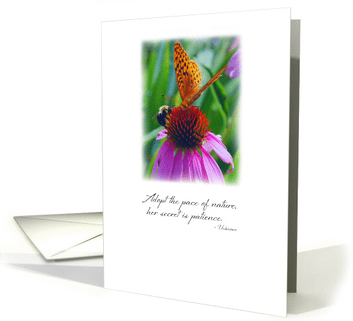 Bee and Butterfly on Coneflower, Inspirational Photography card