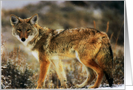 Yellowstone Coyote card
