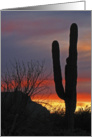 Cactus at Sunset, Saguaro, Blank Note Card