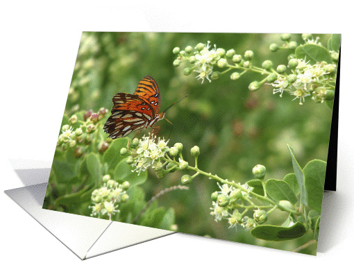 Orange Butterfly, Blank, All Purpose card (1025643)