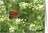 Orange Butterfly,...