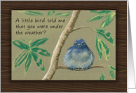 A Little Bird told...