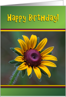 Happy Birthday, Yellow and Purple Gazania Flower Card