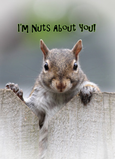 I'm Nuts About You!...