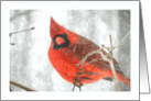 cardinal, season’s greetings card
