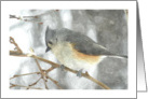 bird, season’s greetings,Tufted Titmouse card