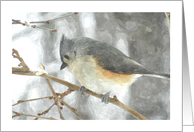 bird, season’s greetings,Tufted Titmouse card