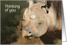 Smiling Rhinoceros Thinking About You Card can be personalized card