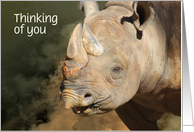 Smiling Rhinoceros...