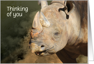 Smiling Rhinoceros Thinking About You Card can be personalized card