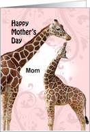 Mother Giraffe and...