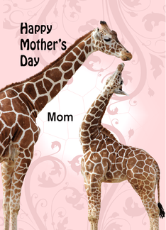 Mother Giraffe and...