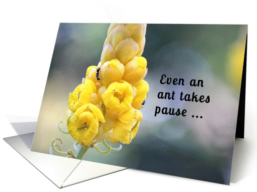 Take Pause in Life card (1041075)