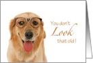 Dog Birthday - You don’t LOOK that old! card