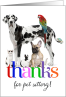 Thanks for pet sitting, any animal colorful custom photo card