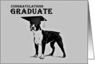 Congratulations Graduation with Boston Terrier card