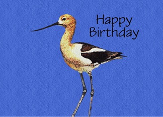 Avocet Birthday card