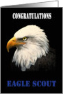 Eagle Scout Congratulations - American Bald Eagle card