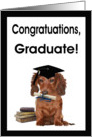 Congratulations Graduate Card - Dog, Diploma & Books card
