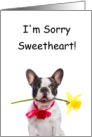 I’m Sorry Sweetheart Card - Boston Terrier dog with a yellow flower card