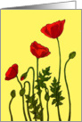 Birthday with Beautiful Red Poppies on Yellow card