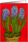 (in Swedish) Christmas blue hyacint floral card