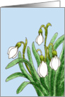 Snowdrop flower sympathy card