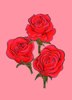Hand drawn red roses...