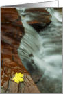 Waterfall & Autumn Maple Leaf, Blank Note Card